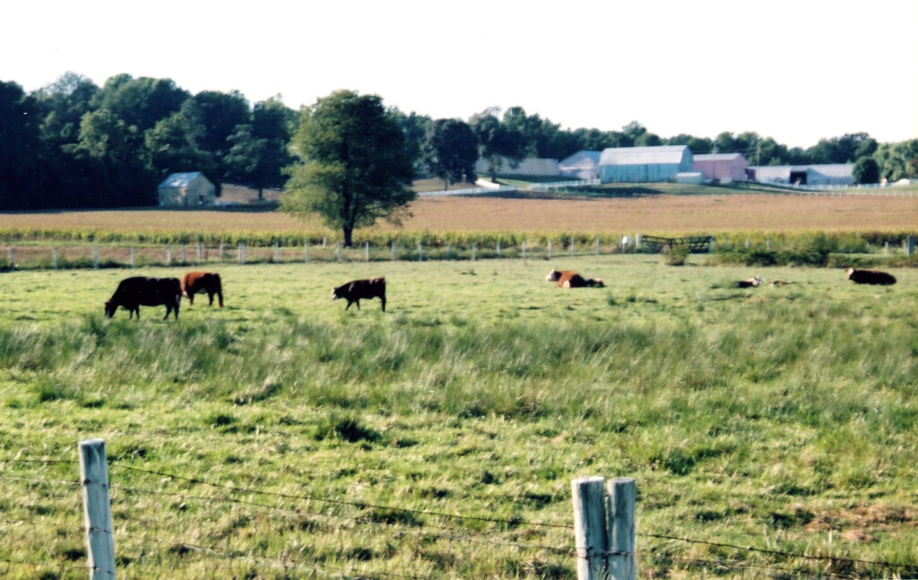 Cows and pasture at serenity farm in Benedict Maryland