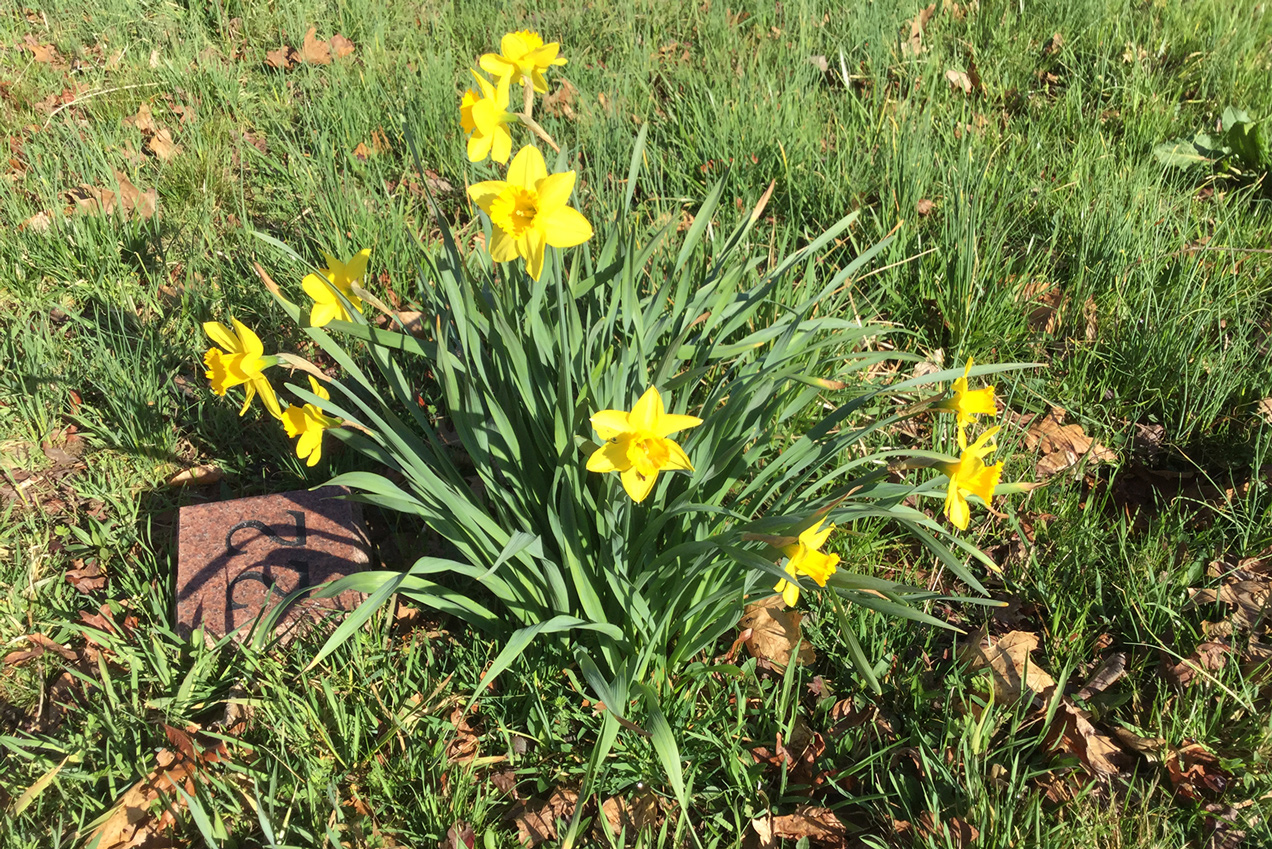 Serenity Farm Burial Ground Daffodils