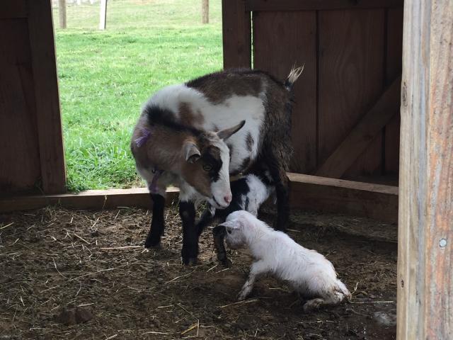 Goats at Serenity Farm