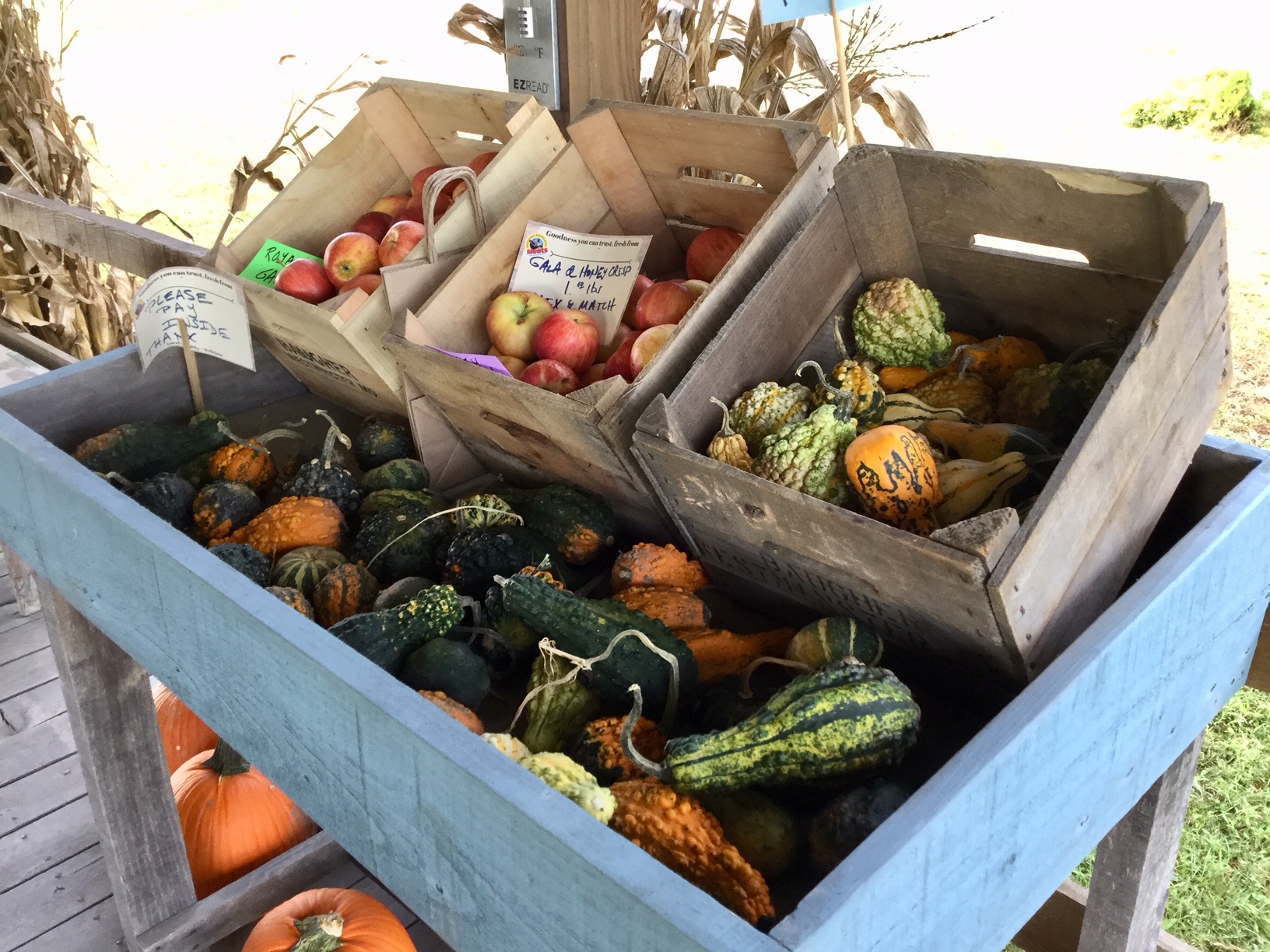 Harvest House Apples and gourds Serenity Farm