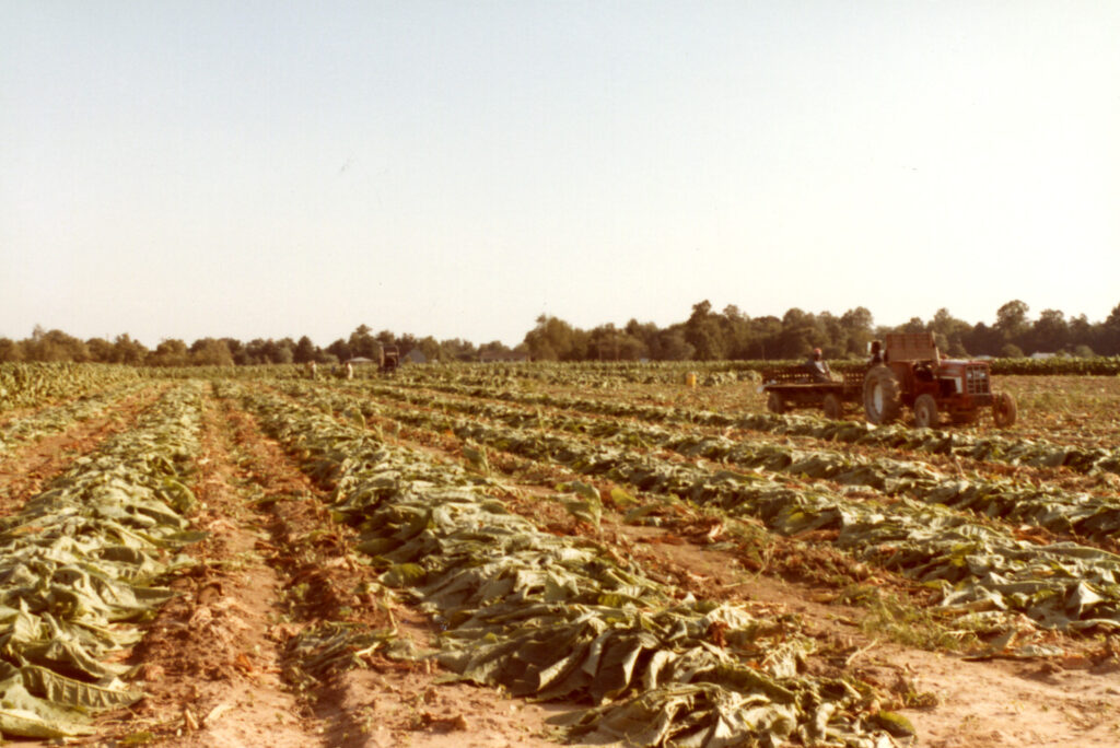 1982 Serenity Farm