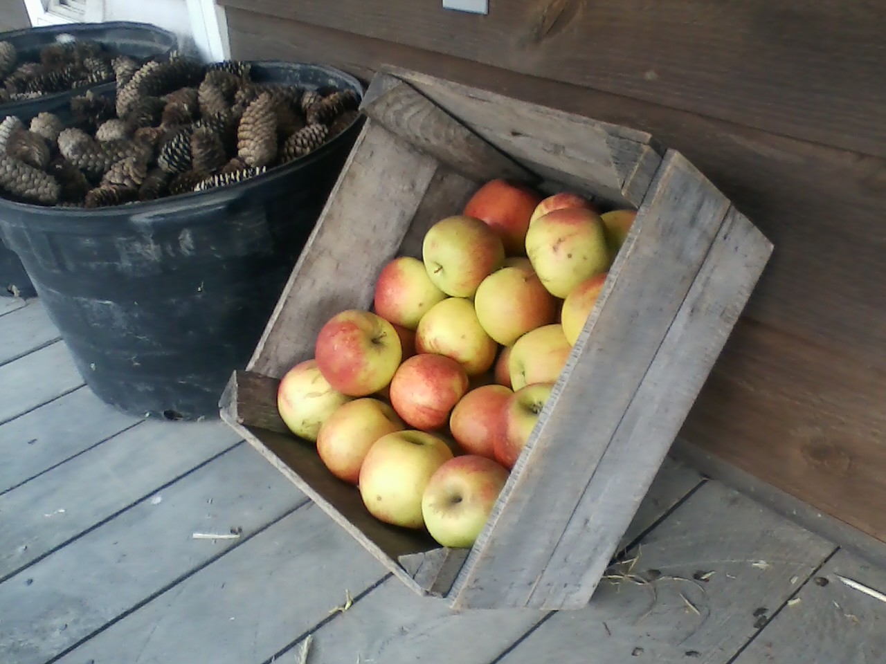 Apples Serenity Farm Benedict